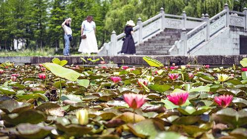 摇曳多姿的睡莲,探寻睡莲的美丽与魅力